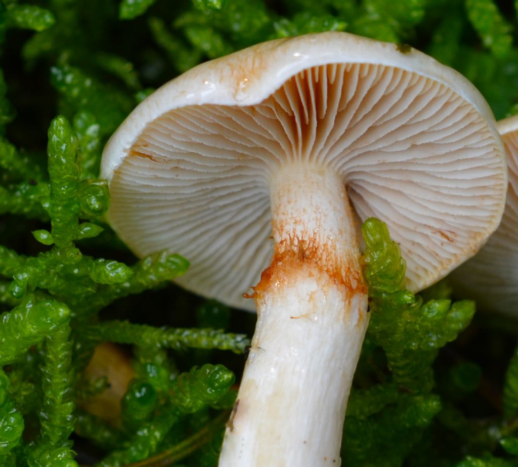 Cortinarius crystallinus Fr.